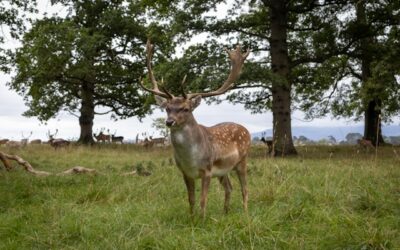 Fun animal-related sights in Dublin